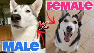 Male vs Female Siberian Huskies  WHATS THE DIFFERENCE [upl. by Leinehtan195]