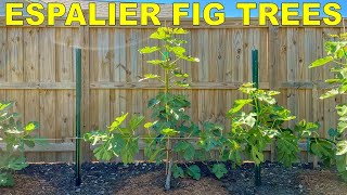 Planting Espalier Apple Trees Part 1 🍎 How’s It Growing [upl. by Anihcak254]