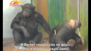 Baby chimps birth at Attica Zoological Park [upl. by Droffig]