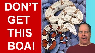 6 Reasons You Need to Reconsider Getting a True Red Tail Boa Constrictor [upl. by Atihcnoc]