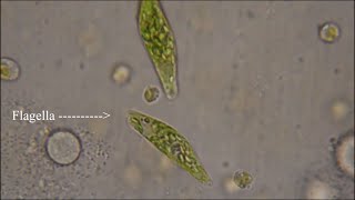 Euglena  The Flagellate [upl. by Hyacinthia641]