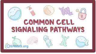 Common cell signaling pathway [upl. by Wesa]