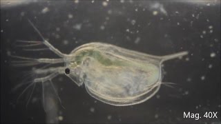 Daphnia magna under the Microscope [upl. by Anilram]