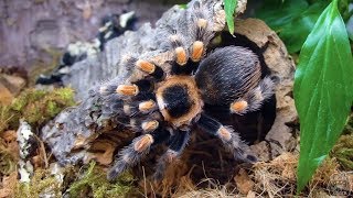 Brachypelma hamorii ex smithi PTASZNIK DLA POCZĄTKUJĄCYCH [upl. by Demitria]