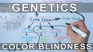 Genetics of Color Blindness [upl. by Aivad617]