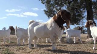 Pacifica Boer Goat Stud NSW Australia [upl. by Pul388]