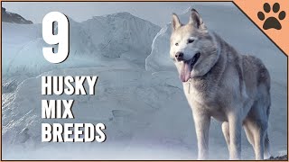 Most Beautiful Husky Mix Breeds  Dog World [upl. by Eileek]