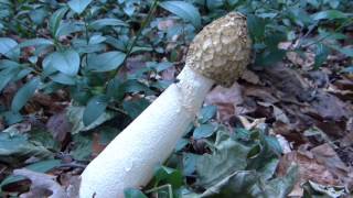 Phallus Impudicus Var Togatus mushroom [upl. by Summer]