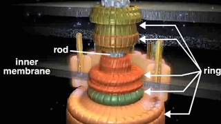 bacterial flagellum [upl. by Enniotna]