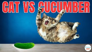 Cats Vs Cucumbers Why Are Cats Scared Of Cucumbers [upl. by Glimp]