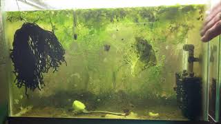 Scuds Daphnia Cherry Shrimp Copepods My aquatic food culture [upl. by Slade]