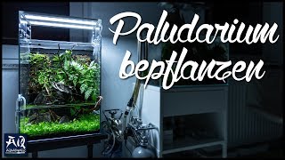 Ganz besondere Pflanzen im Paludarium  AquaOwner [upl. by Analem749]