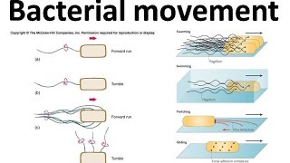 Bacterial movement using flagella [upl. by Miriam421]