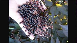 Guide To Growing Elderberry  Permaculture Plants [upl. by Hamlin]