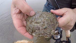 Foraging And Cooking Wild Oysters With Craig Evans [upl. by Peers323]