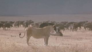 Battle at Kruger  Lion Buffalo Standoff  in HD [upl. by Allevon]