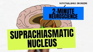 2Minute Neuroscience Suprachiasmatic Nucleus [upl. by Anahsirk]