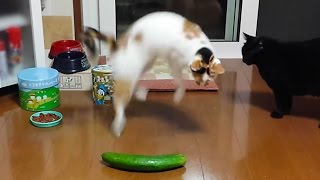 People Are Scaring Cats With Cucumbers [upl. by Iorgos]