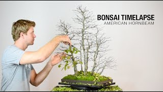 Bonsai Timelapse  American Hornbeam [upl. by Drucy]