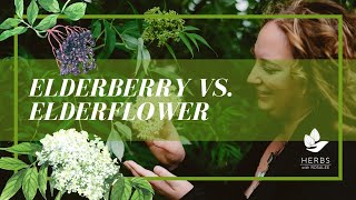 Elderflower vs Elderberry Health Benefits of Elderberry [upl. by Anirahc]