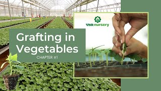 Vegetable Grafting Chapter 1  Grafting in Vegetables [upl. by Sclater593]