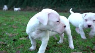 Dogo Argentino Puppies [upl. by Eenej205]