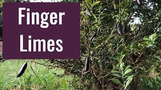 How to Grow Finger Limes [upl. by Berghoff]