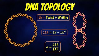 DNA Topology  Linking number  Twist  Writhe [upl. by Adlaremse964]