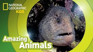 Wolf Eel  Amazing Animals [upl. by Yeslek744]