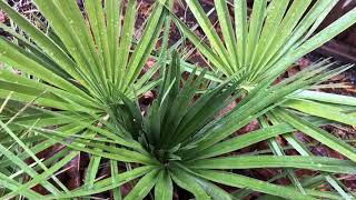 The European Fan Palm  Chamaerops humilis [upl. by Ramat]