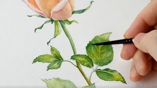 Watercolor Rose Tutorial Part 2 [upl. by Antonina]