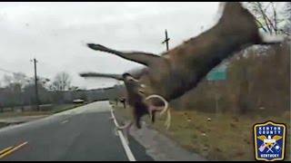 Police footage shows how to react when a deer crosses the road [upl. by Bertero]