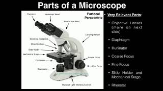 Lab Exercise 2 Microscopes and Cell Shapes [upl. by Marashio864]