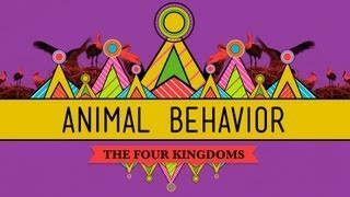 Animal Behavior  CrashCourse Biology 25 [upl. by Bever]