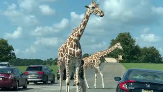 Six flags wild safari drivethru adventure Jackson NJ [upl. by Mainis830]