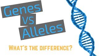 Genes vs Alleles [upl. by Mathre]