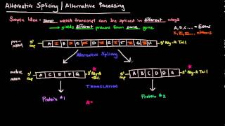 Alternative Splicing  Alternative Processing Eukaryotes [upl. by Nolava]