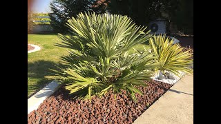 chamaerops humilis vulcano palmier nain [upl. by Philo]