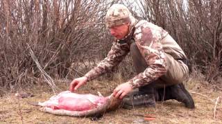 How to Skin a Beaver with Steven Rinella [upl. by Trinatte]