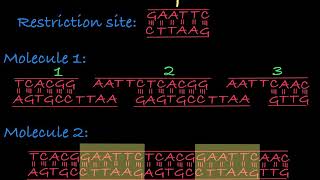 Restriction Enzymes Restriction Endonucleases [upl. by Pettiford]