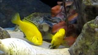 African cichlids mating ritual [upl. by Hervey]