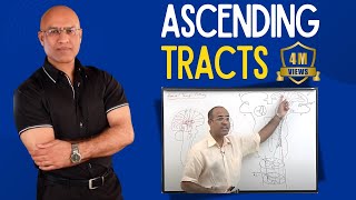 Spinothalamic Tract  Ascending Tracts  Spinocerebellar Tract  Neuroanatomy [upl. by Alic]