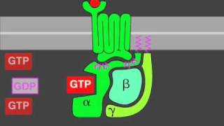 Gprotein signaling [upl. by Jacquenette]