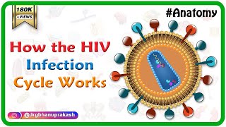 How the HIV Infection Cycle Works  Animated microbiology [upl. by Frulla]