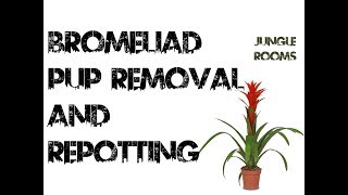 Bromeliad Pup Removal and Repotting [upl. by Wilona]