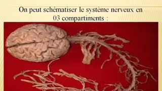 🔴Neurologie Examen Neurologique [upl. by Rybma]