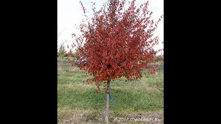 American Hornbeam [upl. by Tnecnev]