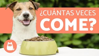 ¿Cuántas Veces debe Comer un Perro al Día  Cachorros y Adultos [upl. by Nevuer]