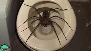 LES 10 ARAIGNÉES LES PLUS GRANDES VIVANT AU MONDE  🕷️ [upl. by Turmel558]