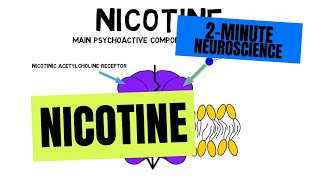 2Minute Neuroscience Nicotine [upl. by Riamu]